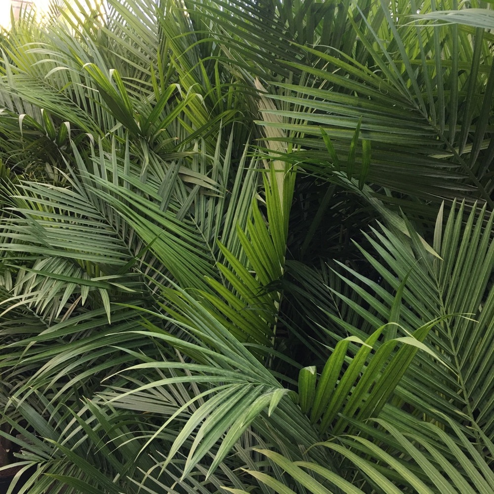 Meet your Posher, Johann